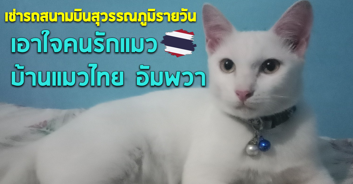 เช่ารถสนามบินสุวรรณภูมิรายวัน เอาใจคนรักแมว ที่ บ้านแมวไทย อัมพวา